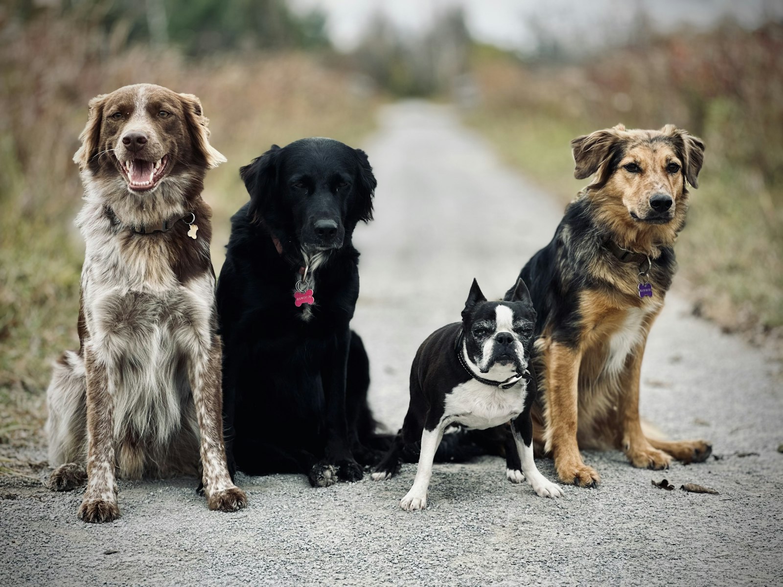 How to Choose the Right Dog Breed and Avoid Regret