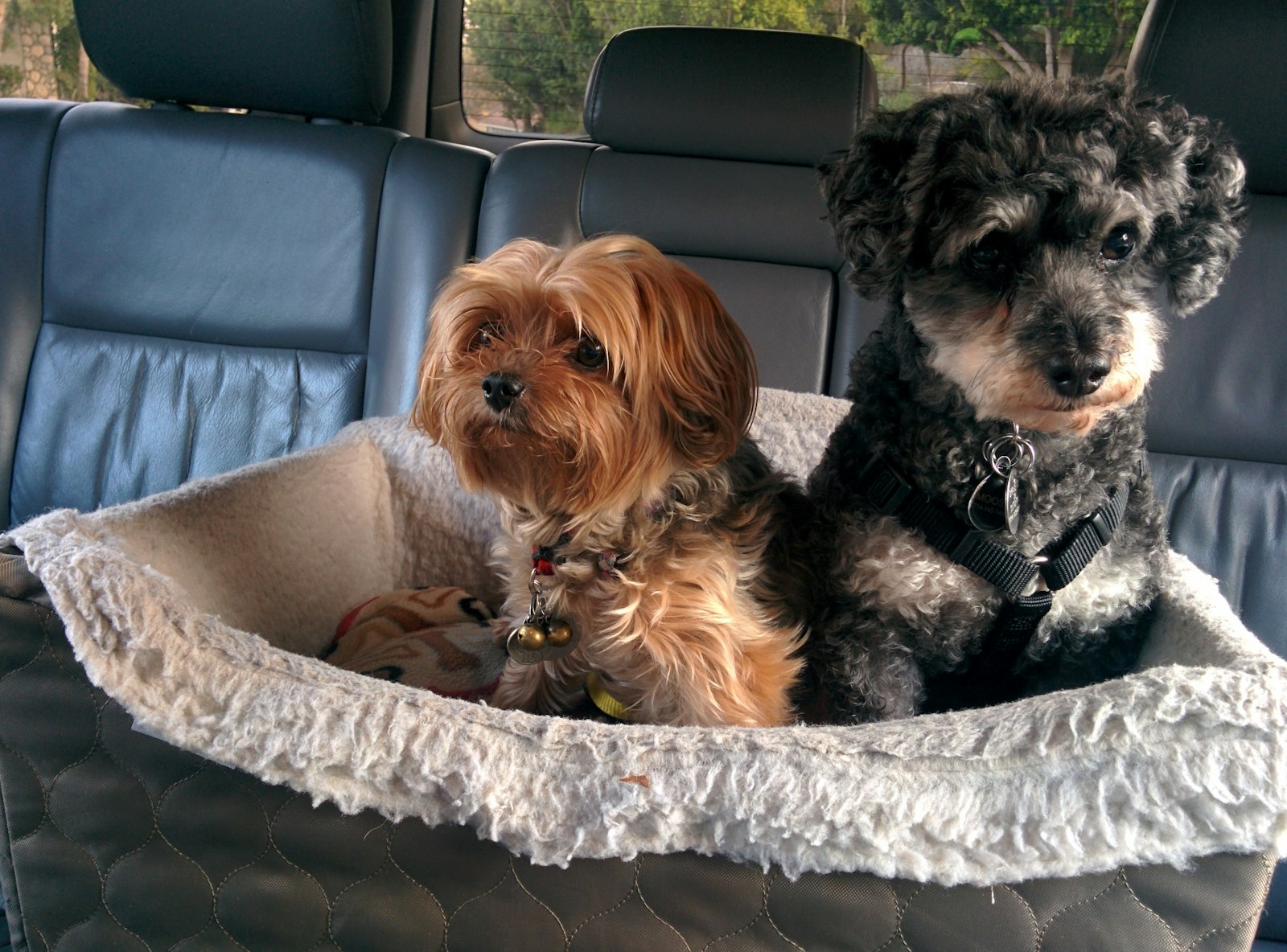Dog Car Safety: How to Travel the Right, Safe Way
