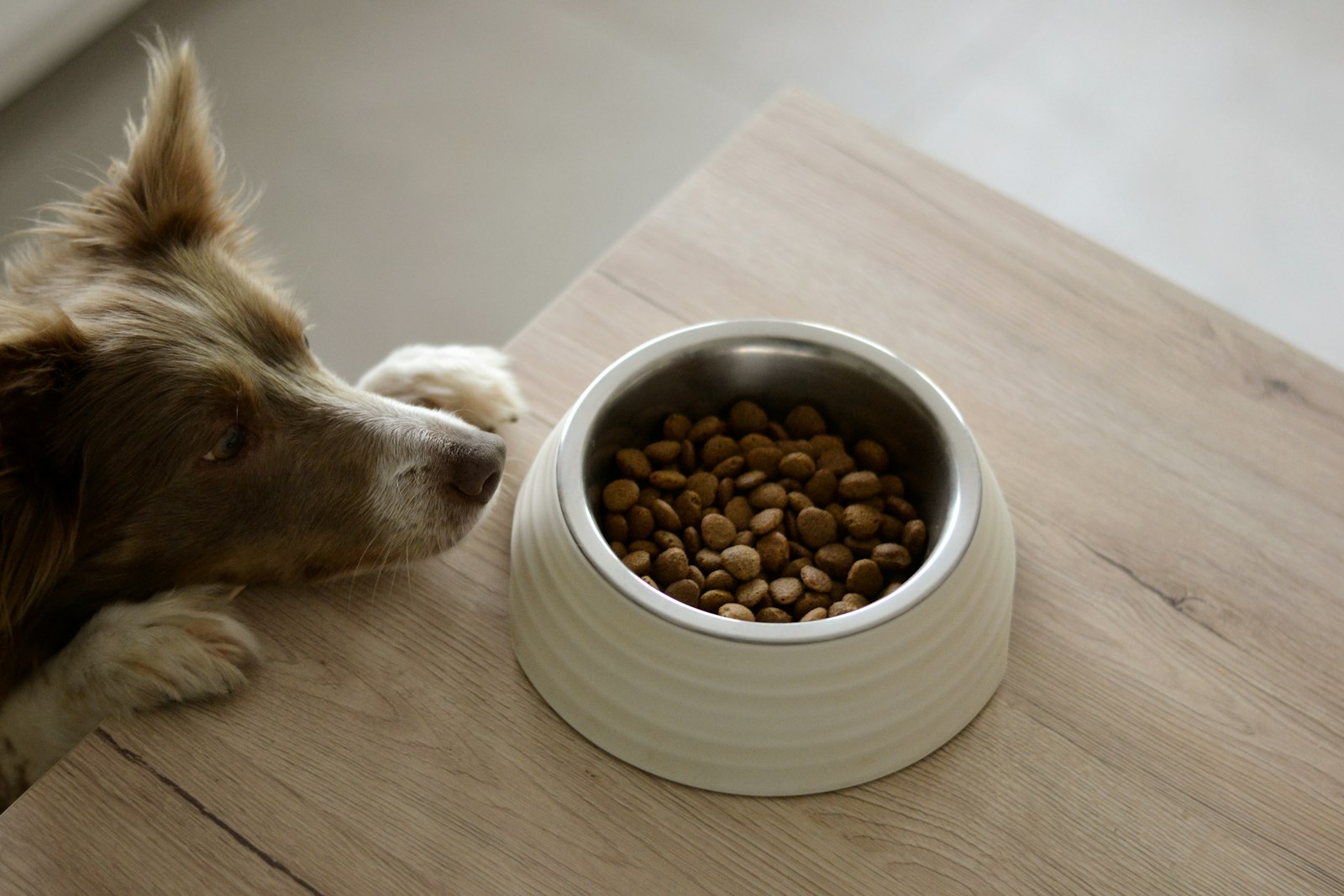 Dog Gut Health: How to Support Happy, Healthy Digestion