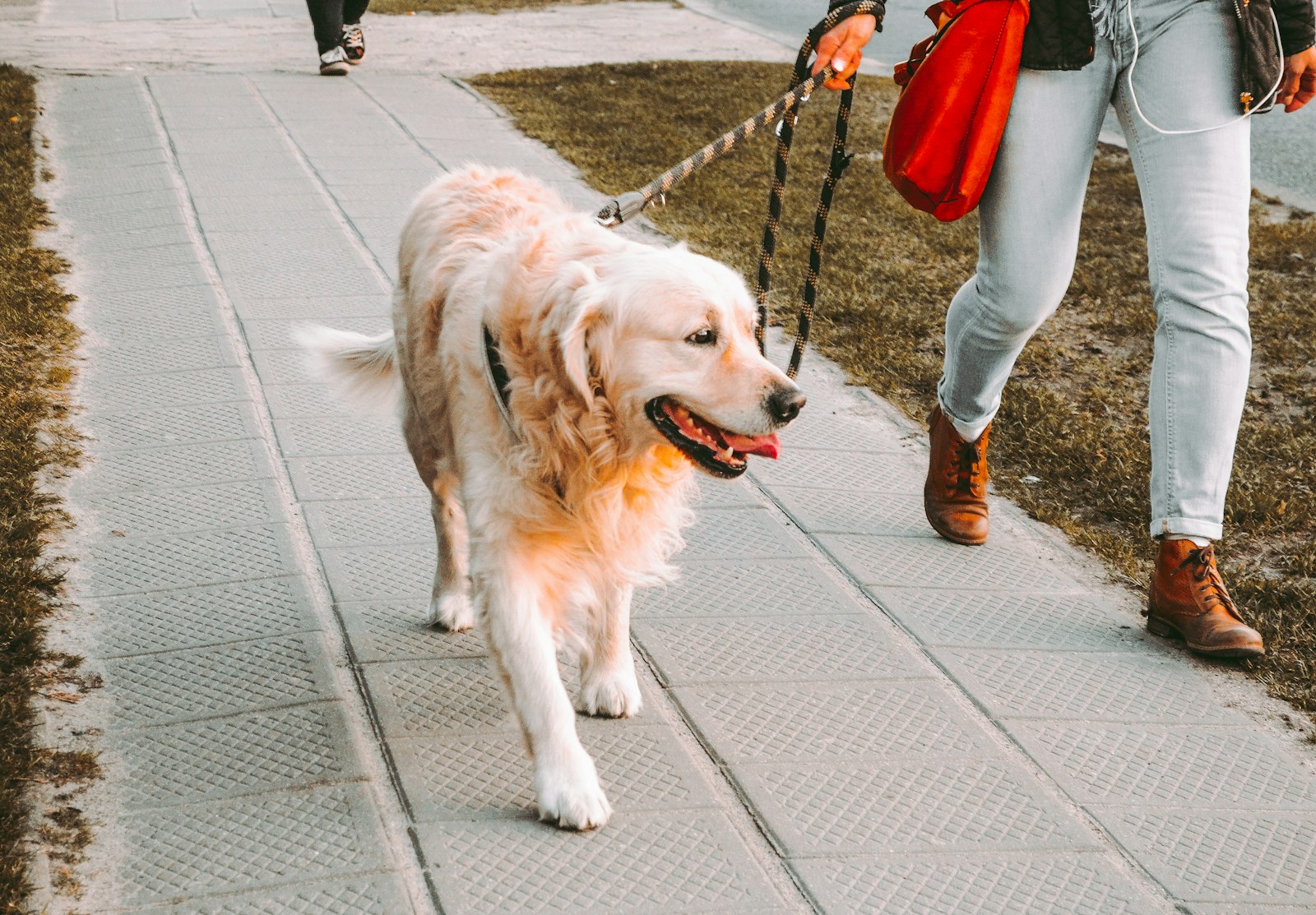 Joint Health in Dogs: How to Keep Your Dog Moving Well for Life